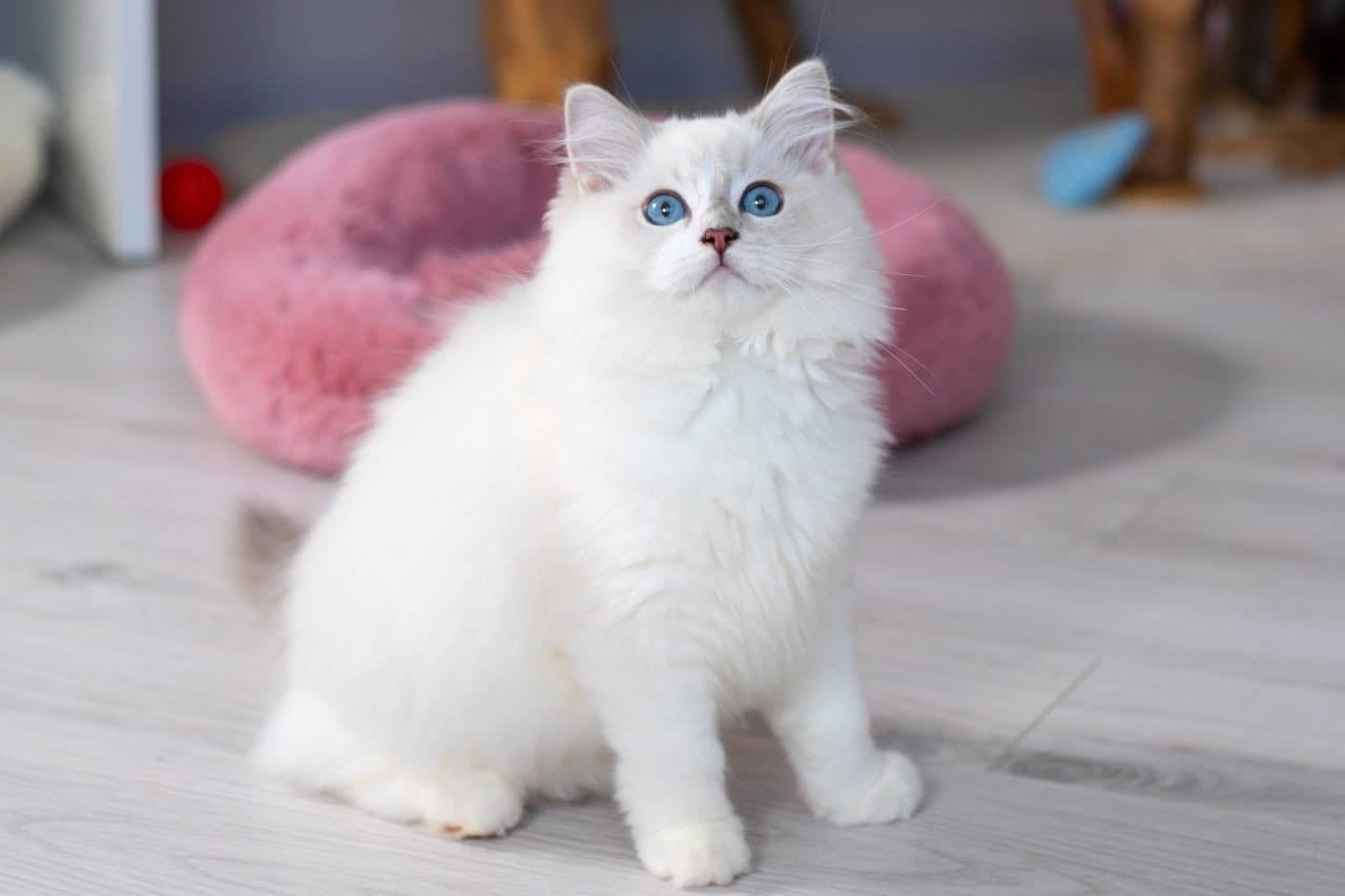 WhatsApp Image 2025-11-04 at 08.39.07 (3)